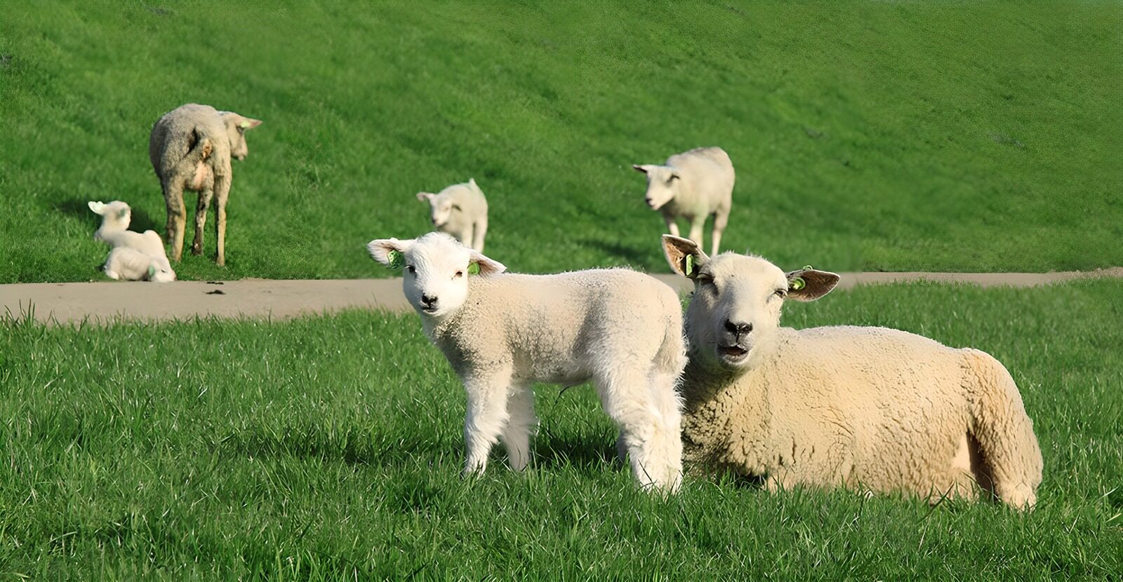 TPFR48459: Moutons et agneaux dans le pré