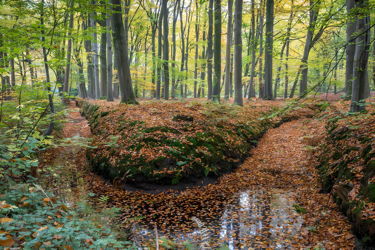 TPFR75450: : Forêt d'automne tranquille