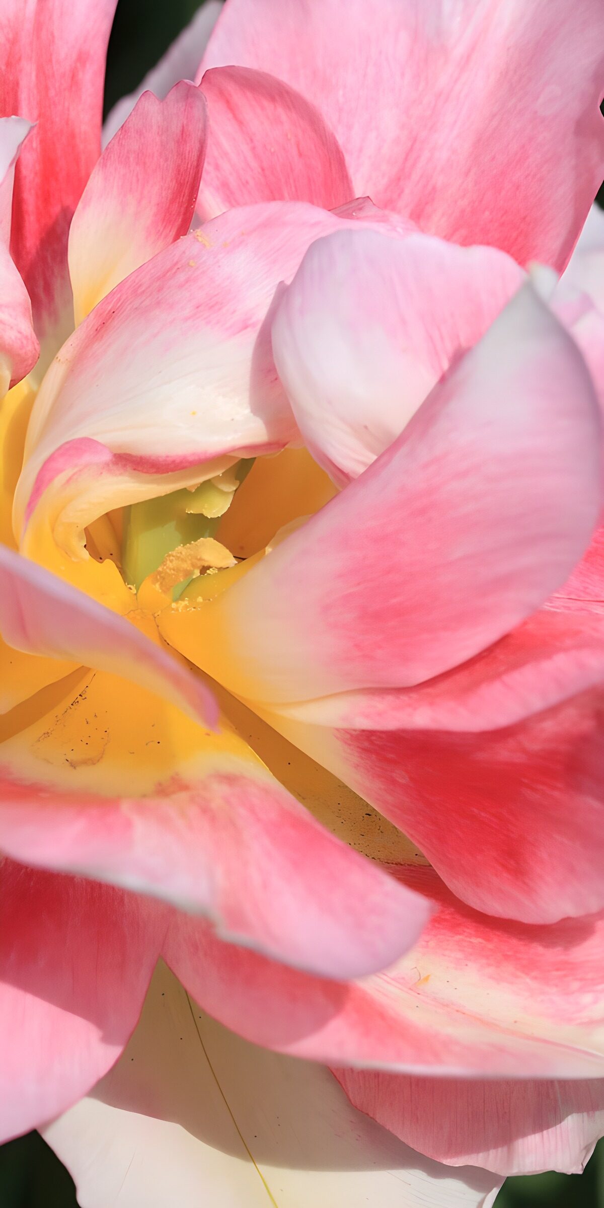 TPFR63281: Tulipe éclatante en rose