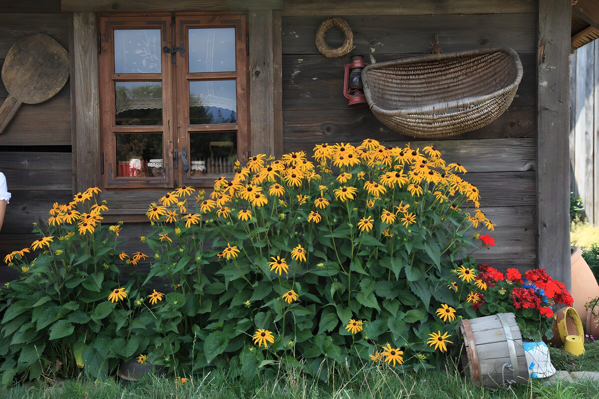 TPFR63069: Fleurs dorées devant une maison en bois
