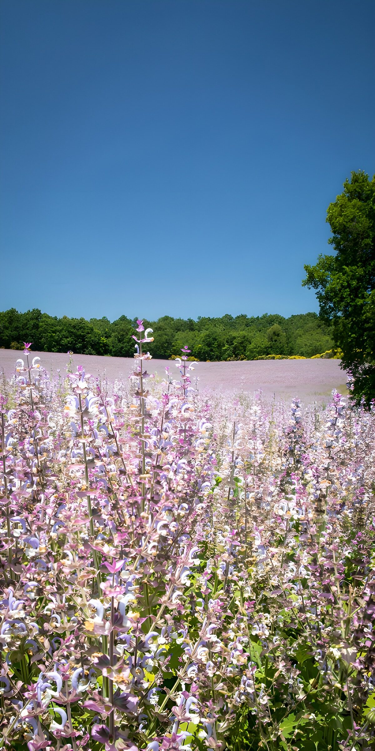 TPFR70246: Champs de fleurs en pleine floraison