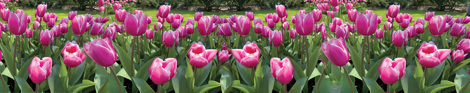 TPFR77180: Champs de tulipes roses en fleurs