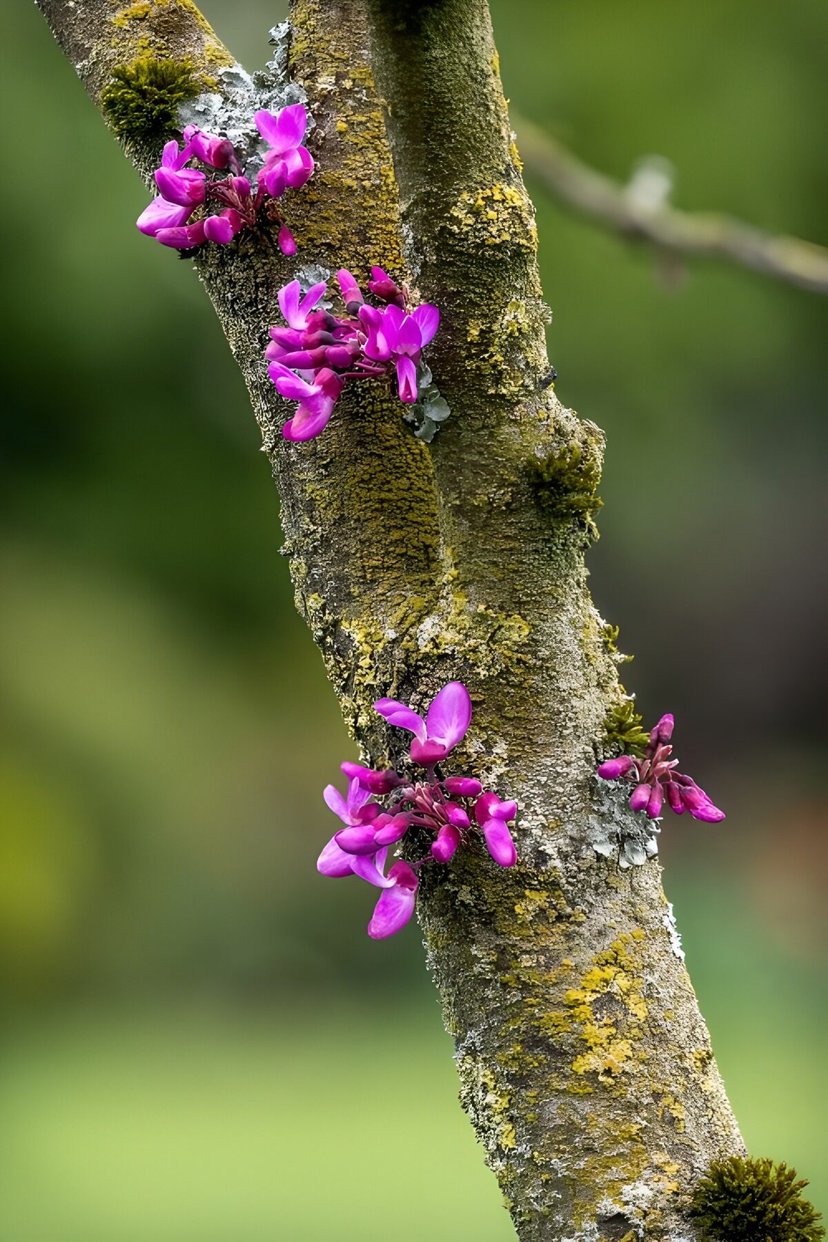 Fleurs violettes sur un tronc d'arbre