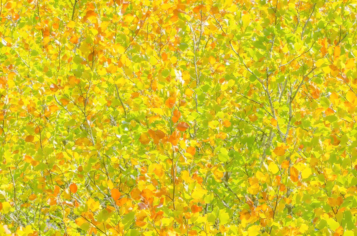 TPFR43464: Feuillage éclatant en automne