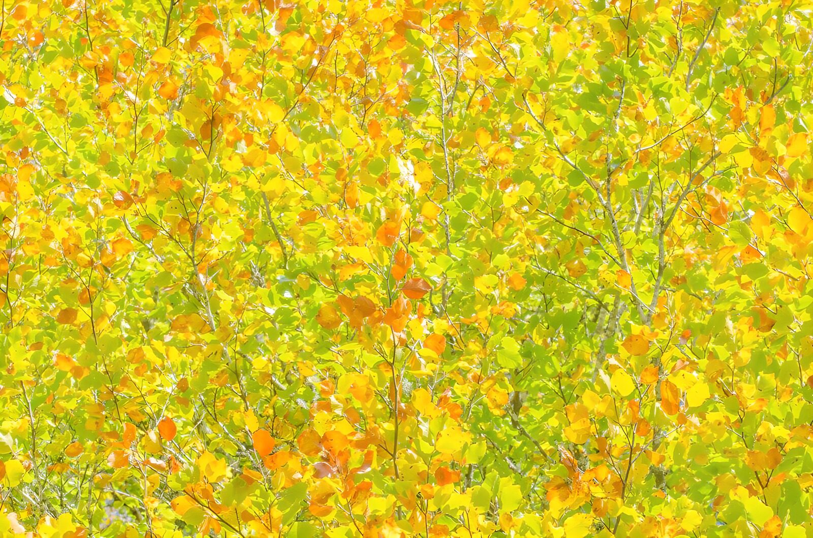 TPFR43464: Feuillage éclatant en automne