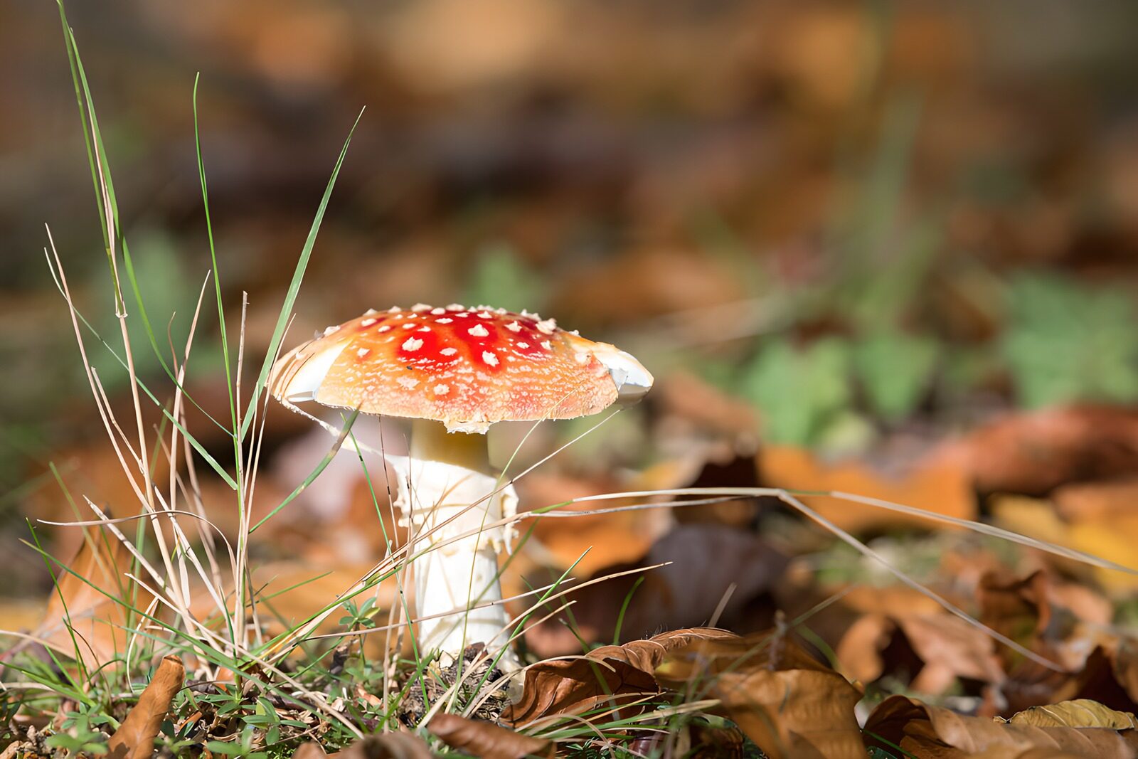 TPFR18070: Champignon rouge aux taches blanches