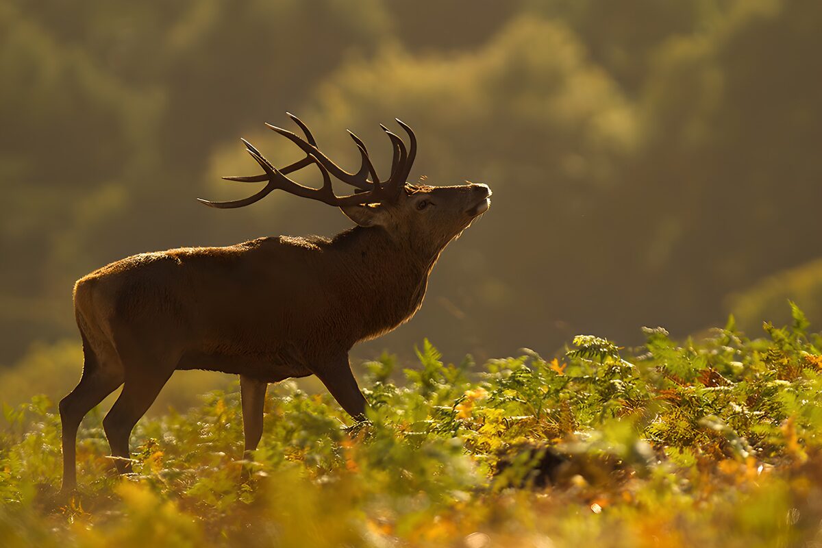 TPFR53405: Cerf majestueux dans la lumière dorée