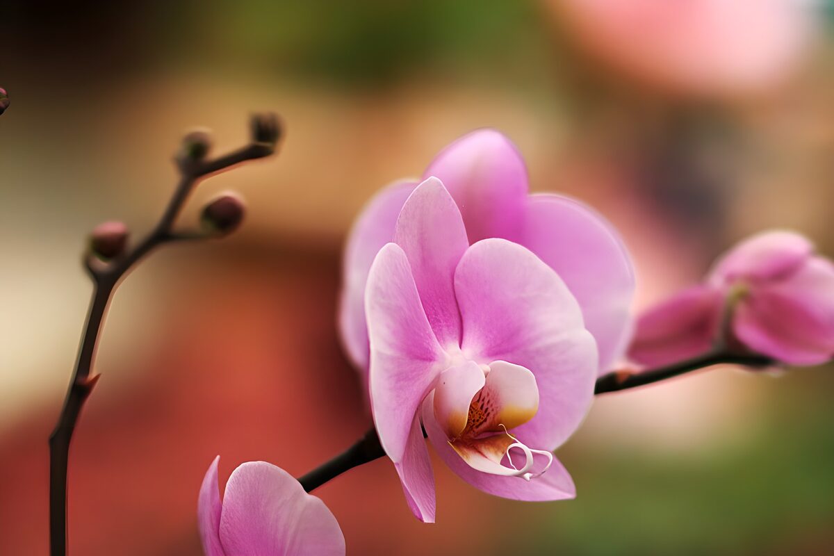 TPFR91156: Orchidée magnifique en fleurs