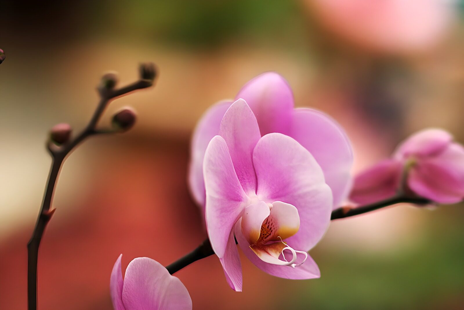 TPFR91156: Orchidée magnifique en fleurs