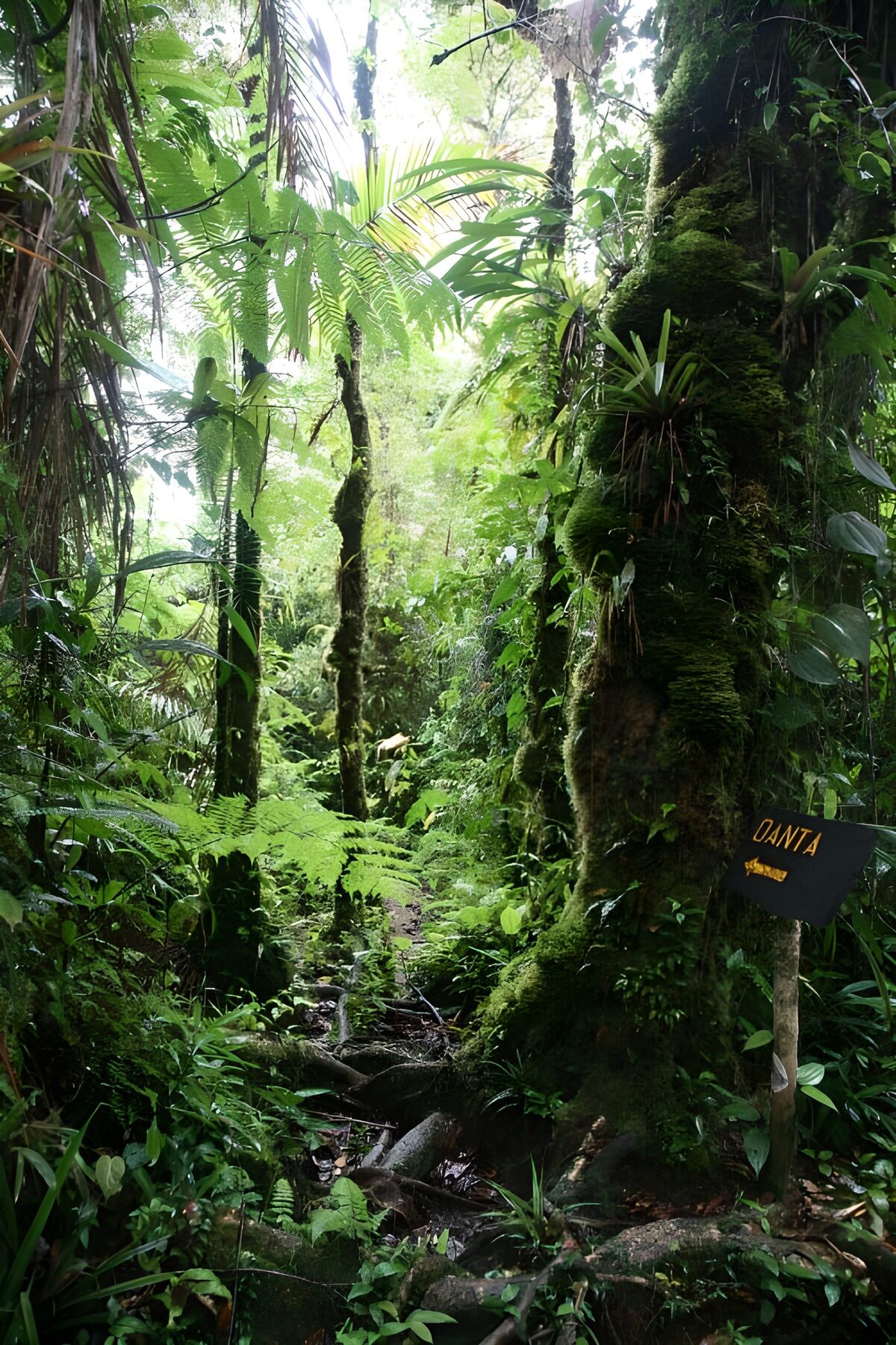 Chemin dans la forêt tropicale