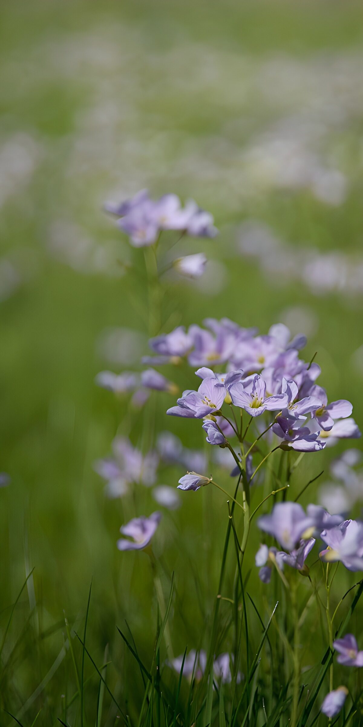 TPFR90968: Champ de fleurs violettes ensoleillées