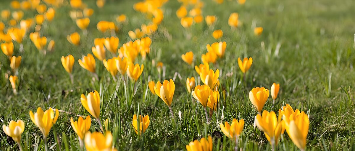 Champs de crocus jaunes au printemps