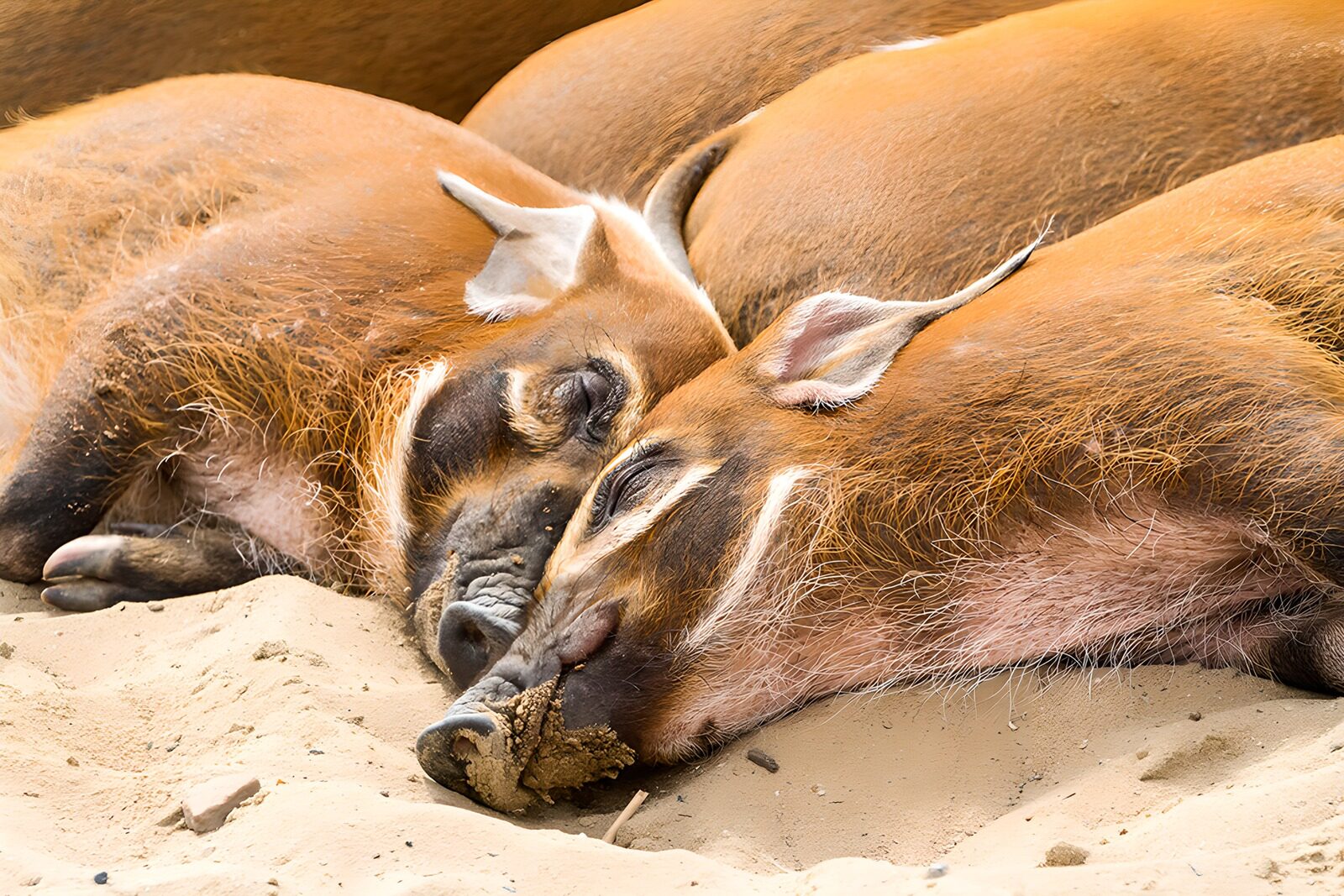 TPFR18506: Porcs se reposant dans le sable
