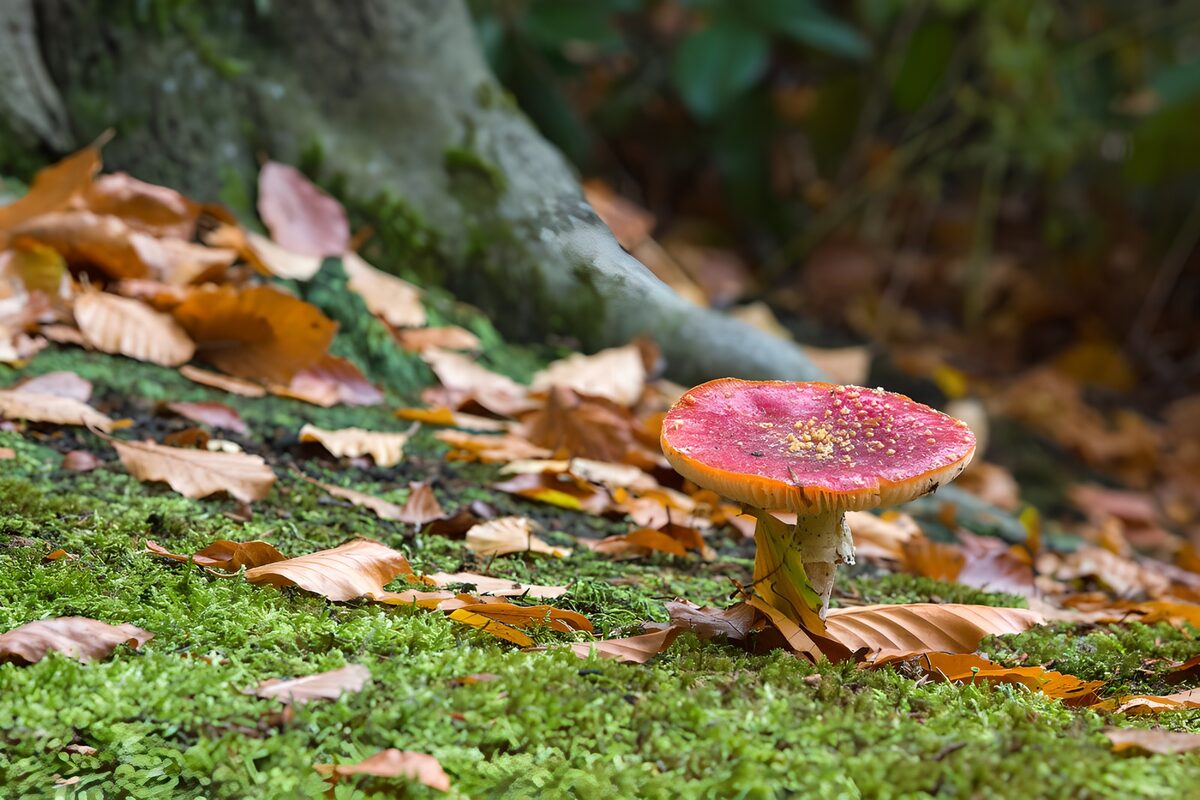 TPFR22251: Champignon rouge au milieu des feuilles