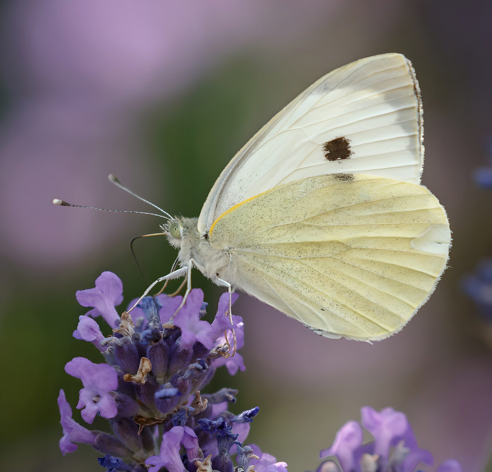 TPFR63719: Papillon sur une fleur violette