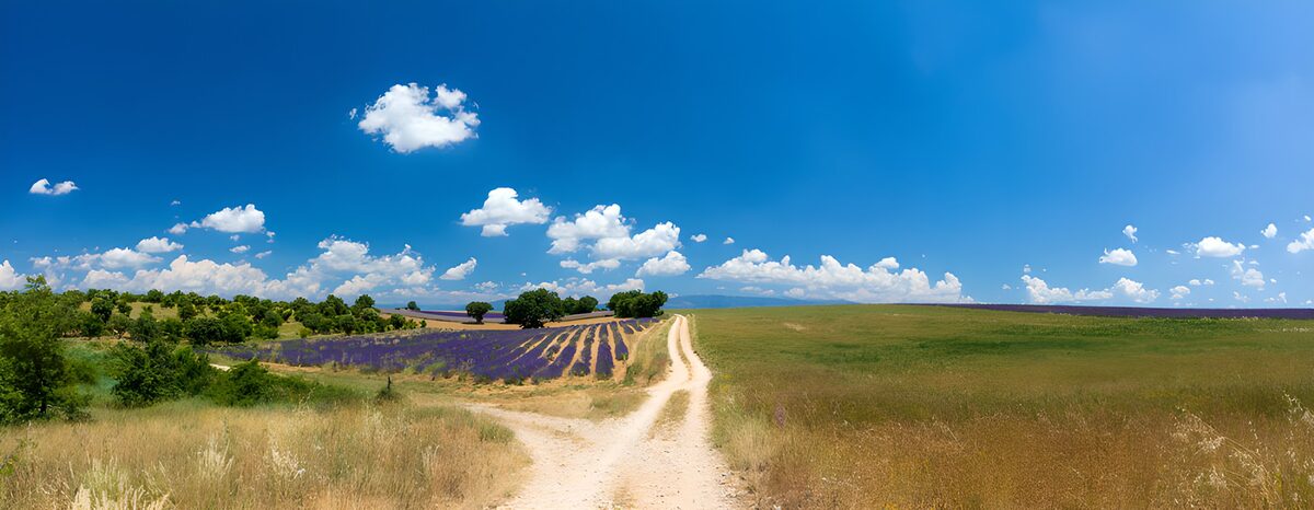 TPFR94862: Champs de lavande sous un ciel bleu