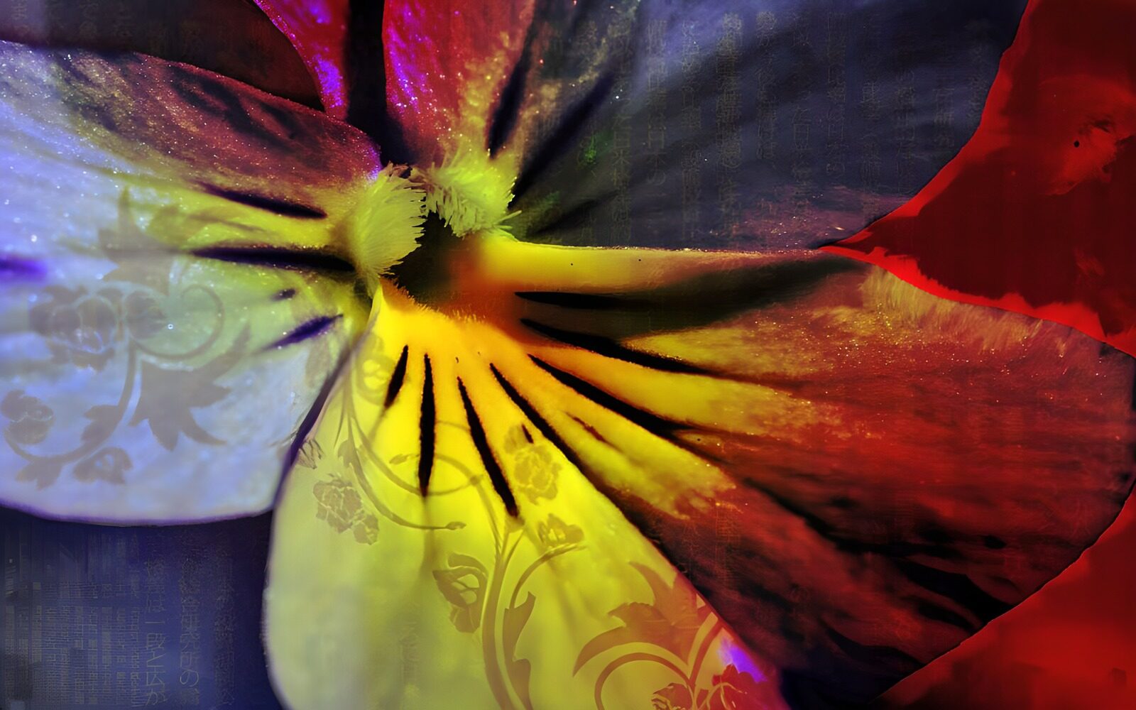 TPFR60557: Photo de fleurs 34