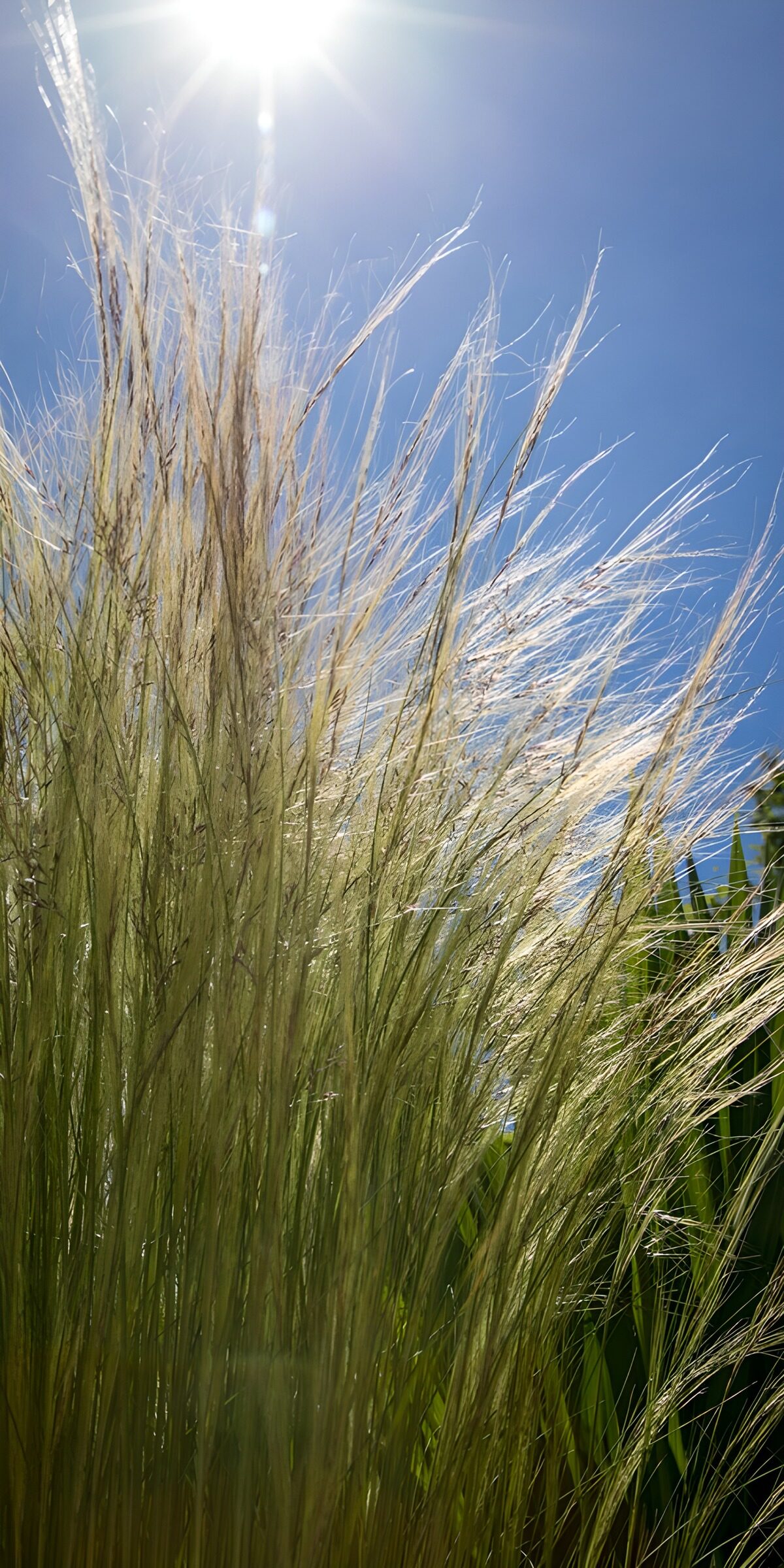 TPFR27949: Herbes dans la lumière du soleil