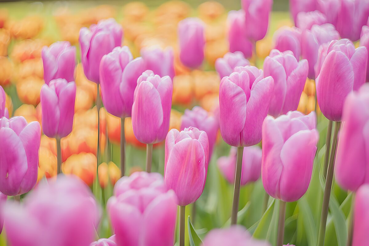 TPFR53818: Champs de tulipes en fleurs vives