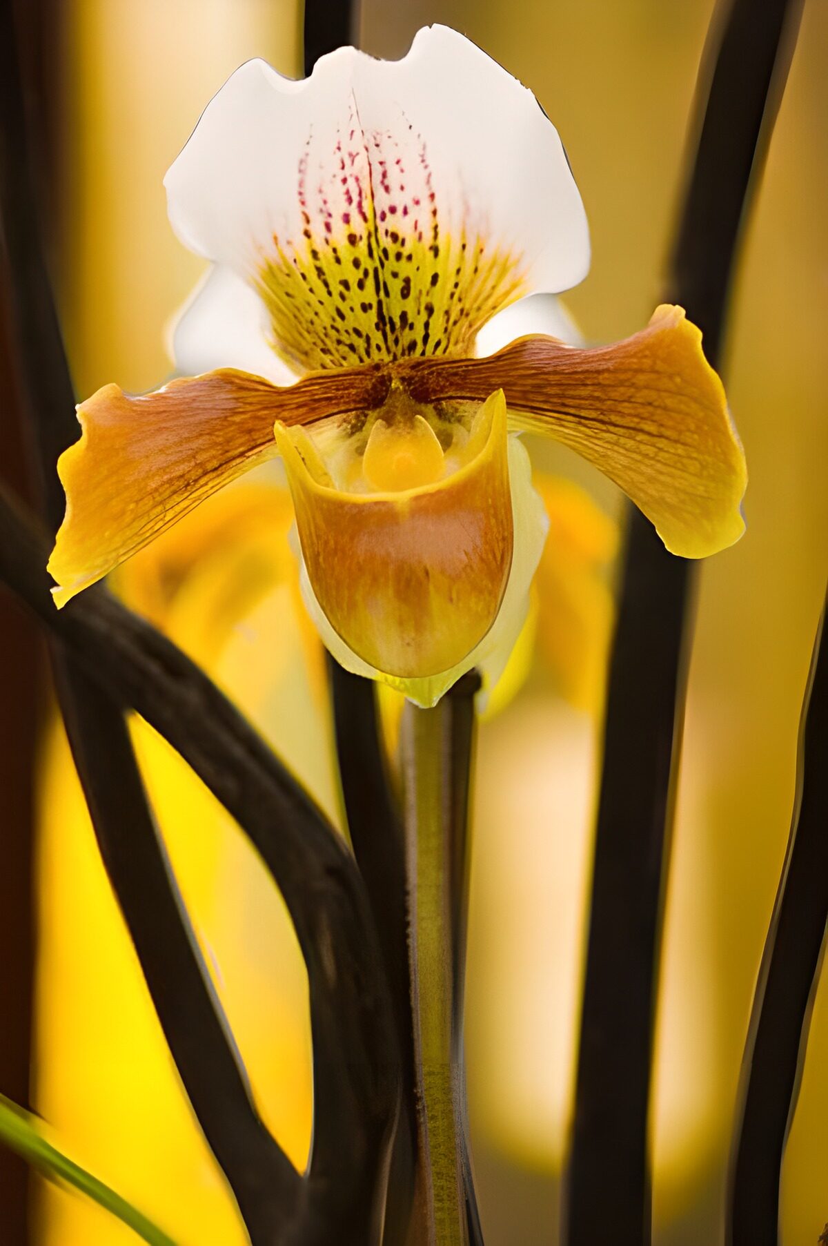 TPFR47220: Photo de fleurs 159