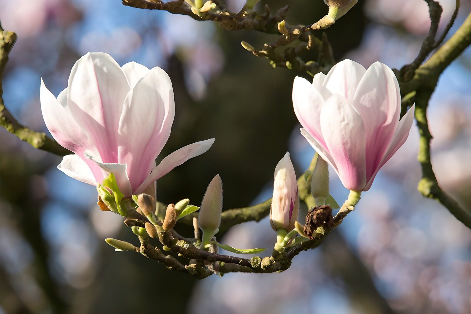 TPFR11931: Fleurs de magnolia en fleur