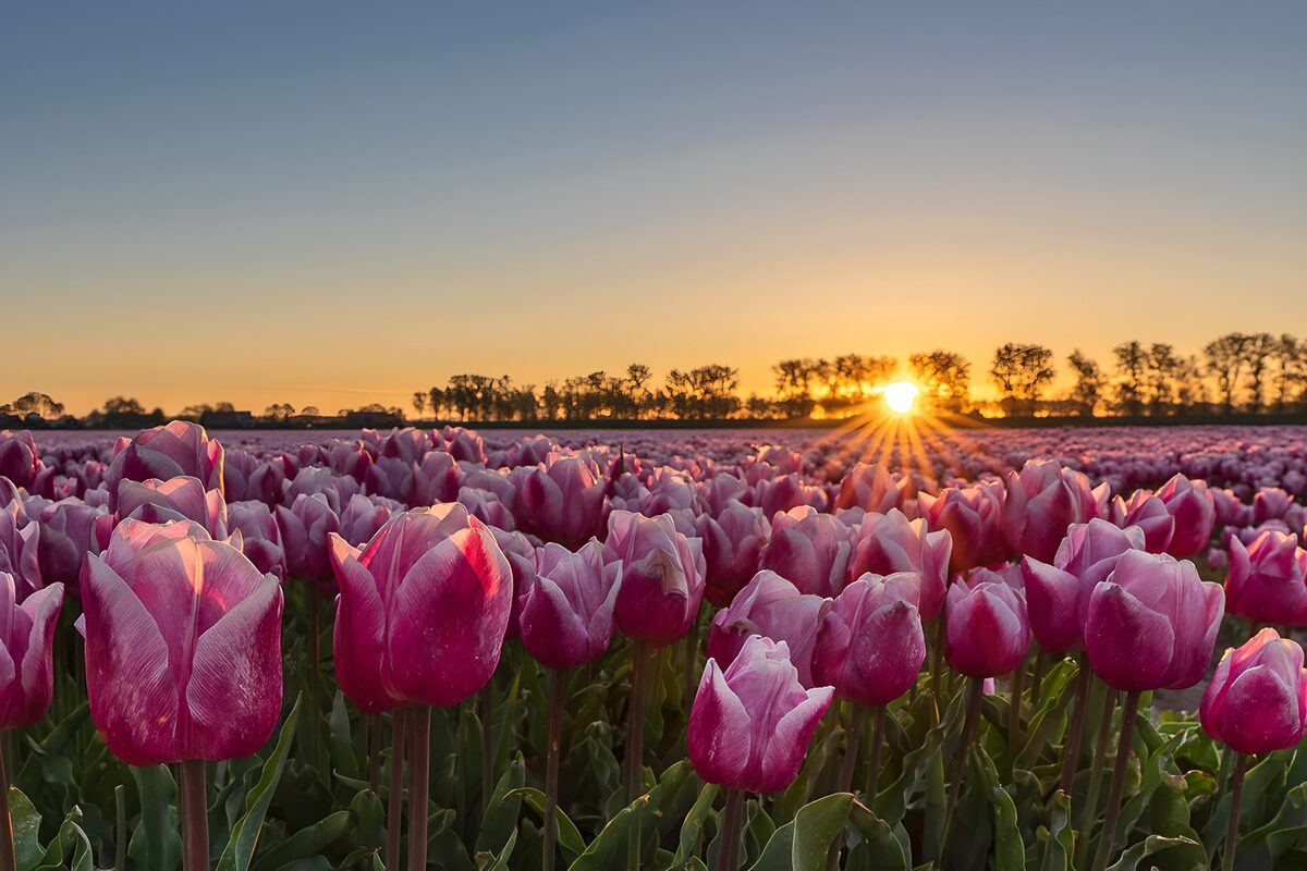 TPFR38343: Champs de tulipes au lever du soleil