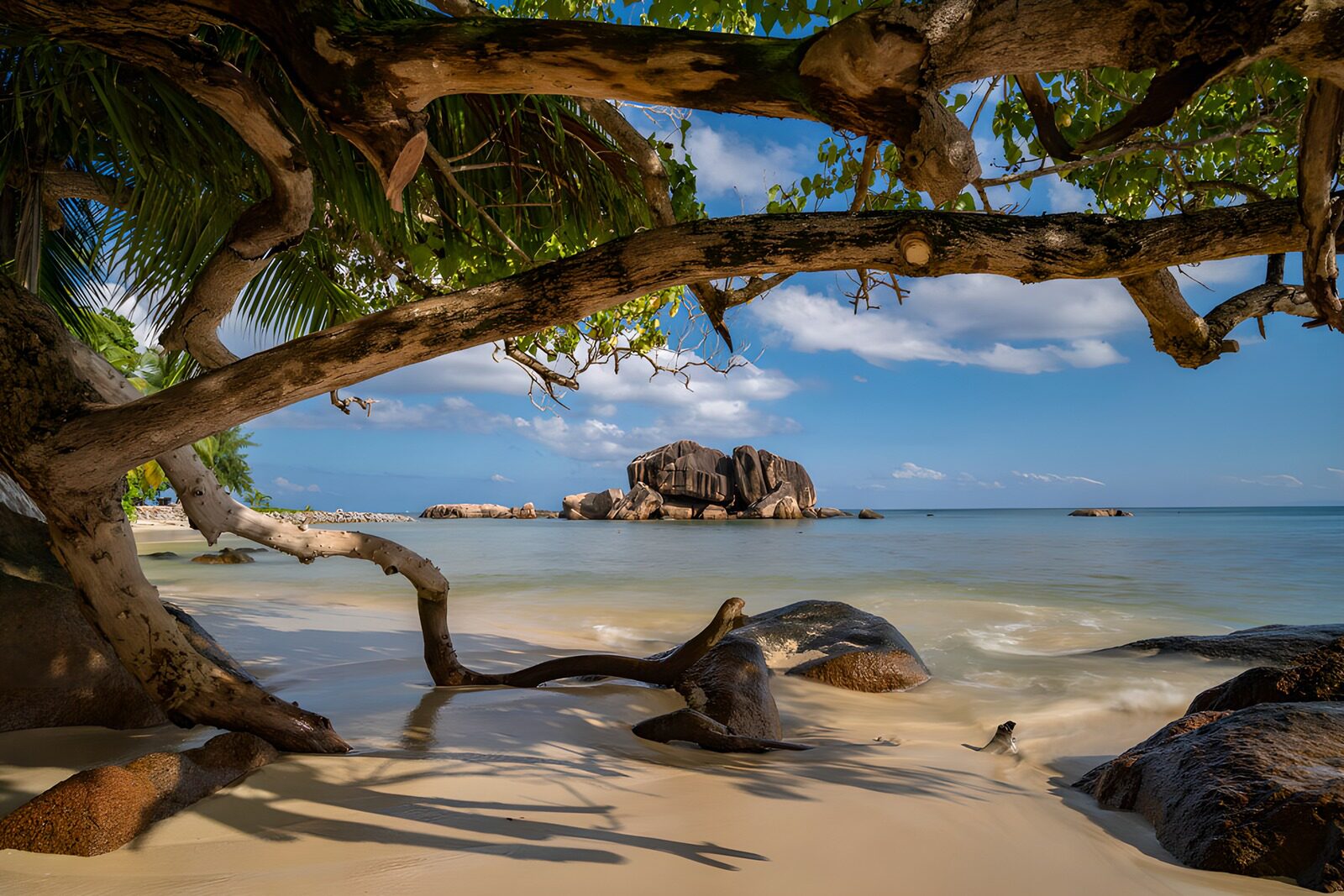TPFR23350: Plage paradisiaque sous les arbres
