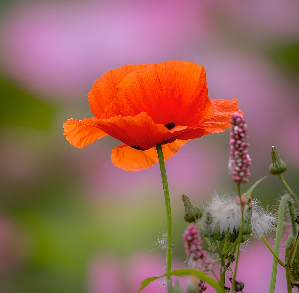 TPFR19236: Coquelicot éclatant au milieu des fleurs