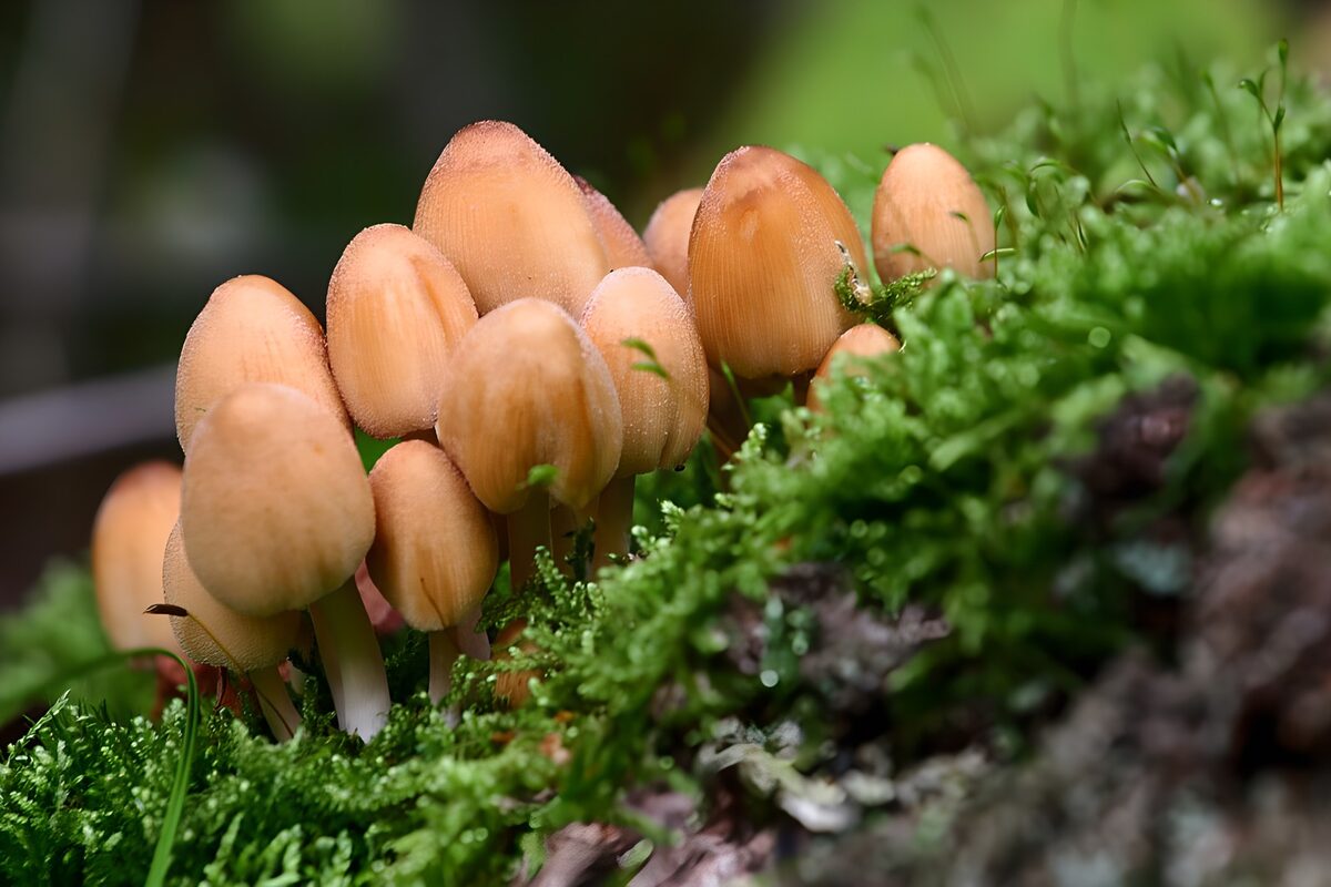 TPFR47160: Champignons dorés sur la mousse