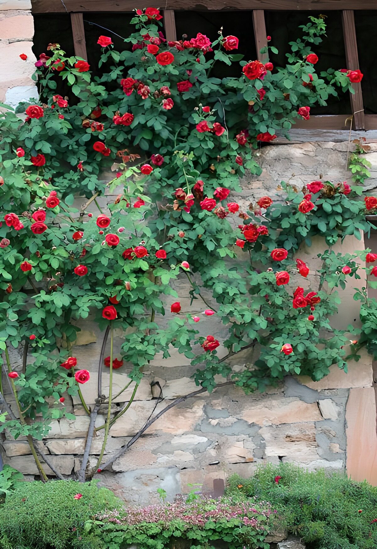 TPFR37057: Rosiers grimpant le long d'un mur