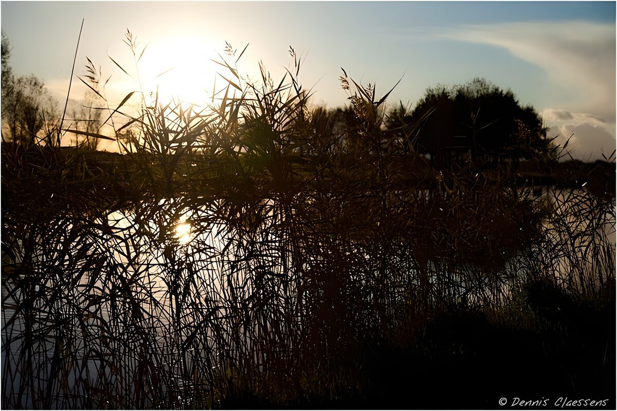 TPFR36634: Reflets dorés au crépuscule