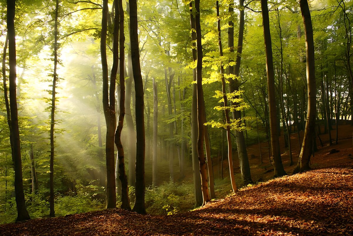 TPFR60022: Rayons de lumière dans la forêt verdoyante