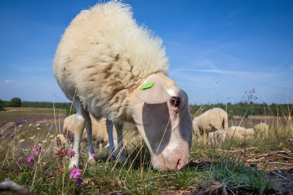 TPFR25704: Mouton en plein air sous un ciel bleu