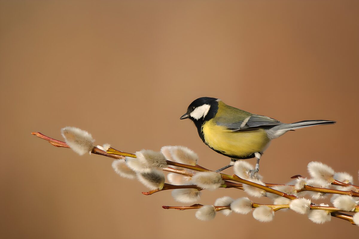 Mésange charbonnière sur une brindille