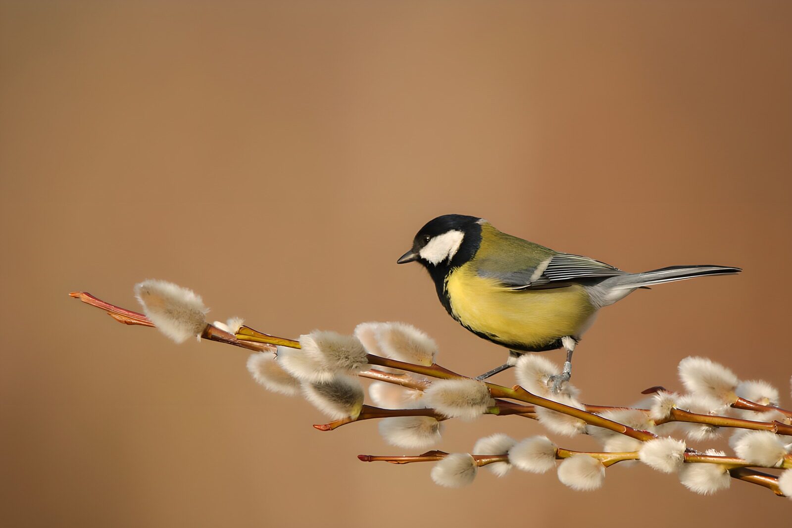 TPFR92179: Mésange charbonnière sur une brindille