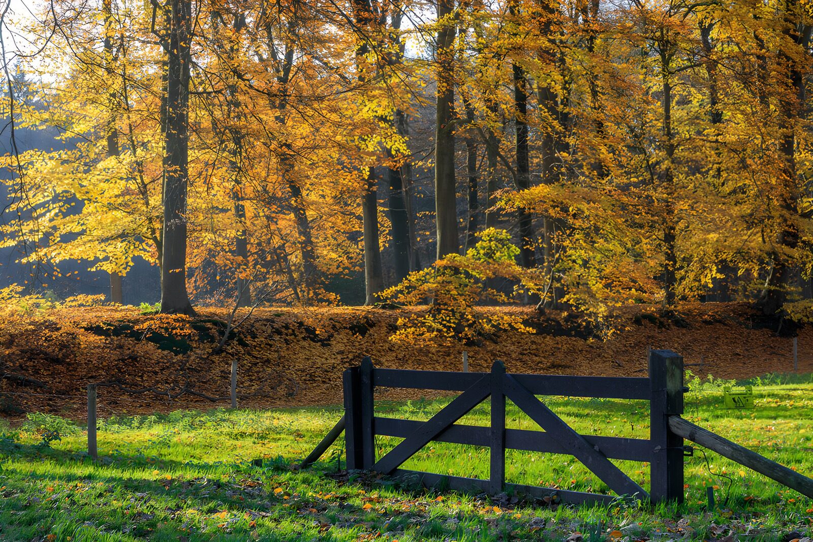 TPFR12099: Paysage d'automne avec une clôture