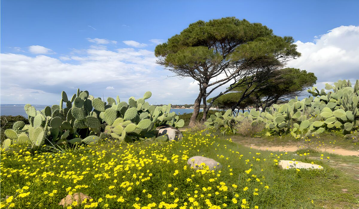 TPFR94876: Paysage côtier avec cactus et fleurs