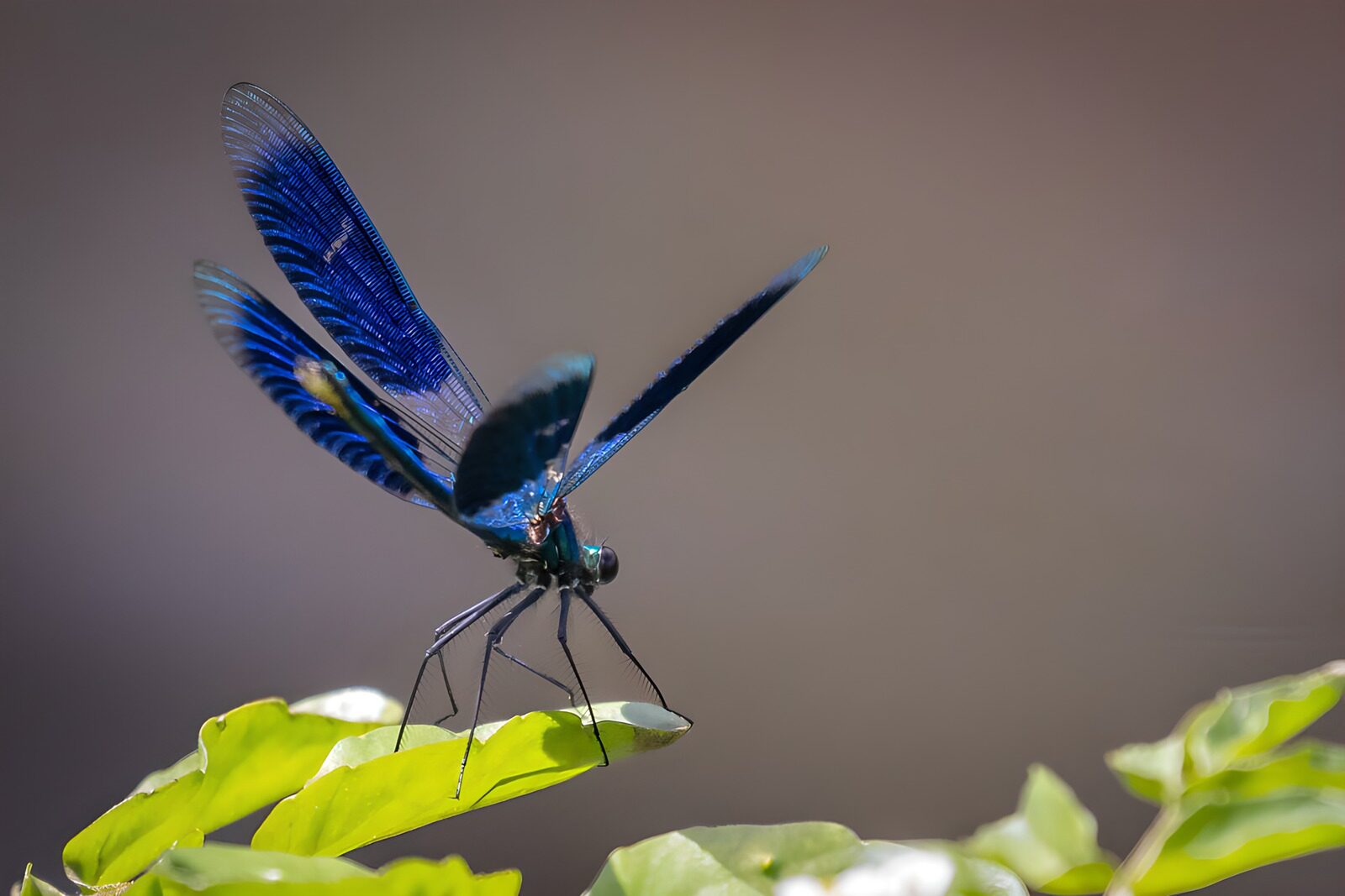 TPFR16924: Libellule bleue posée sur une feuille