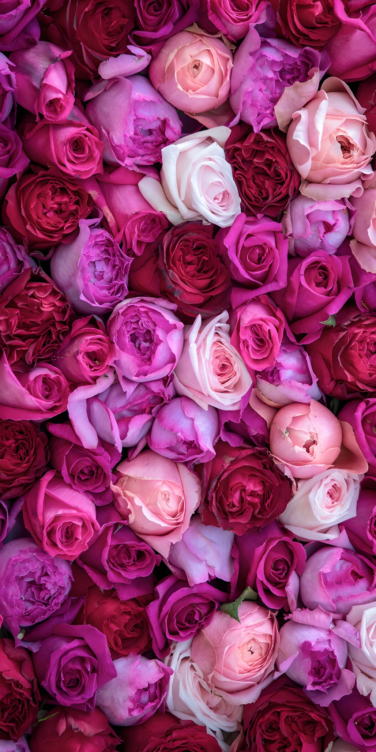 TPFR39039: Bouquet de roses colorées
