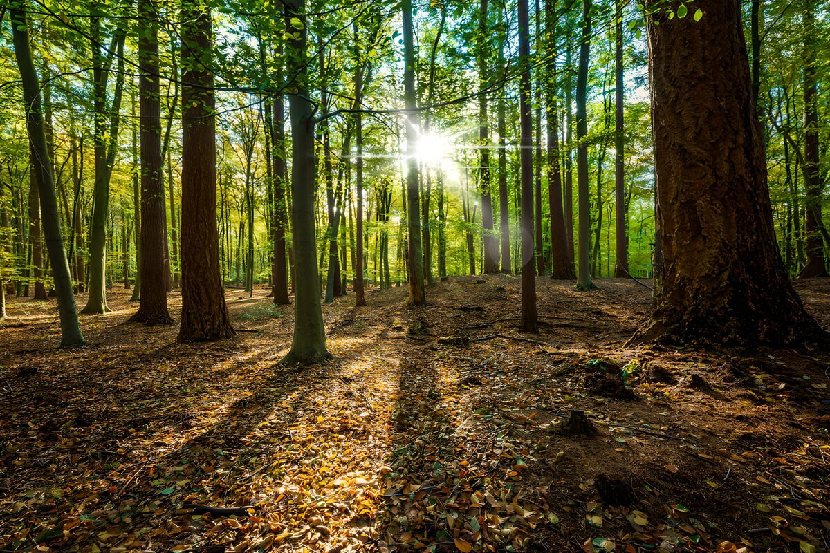 TPFR64526: Lumière dorée dans la forêt enchantée