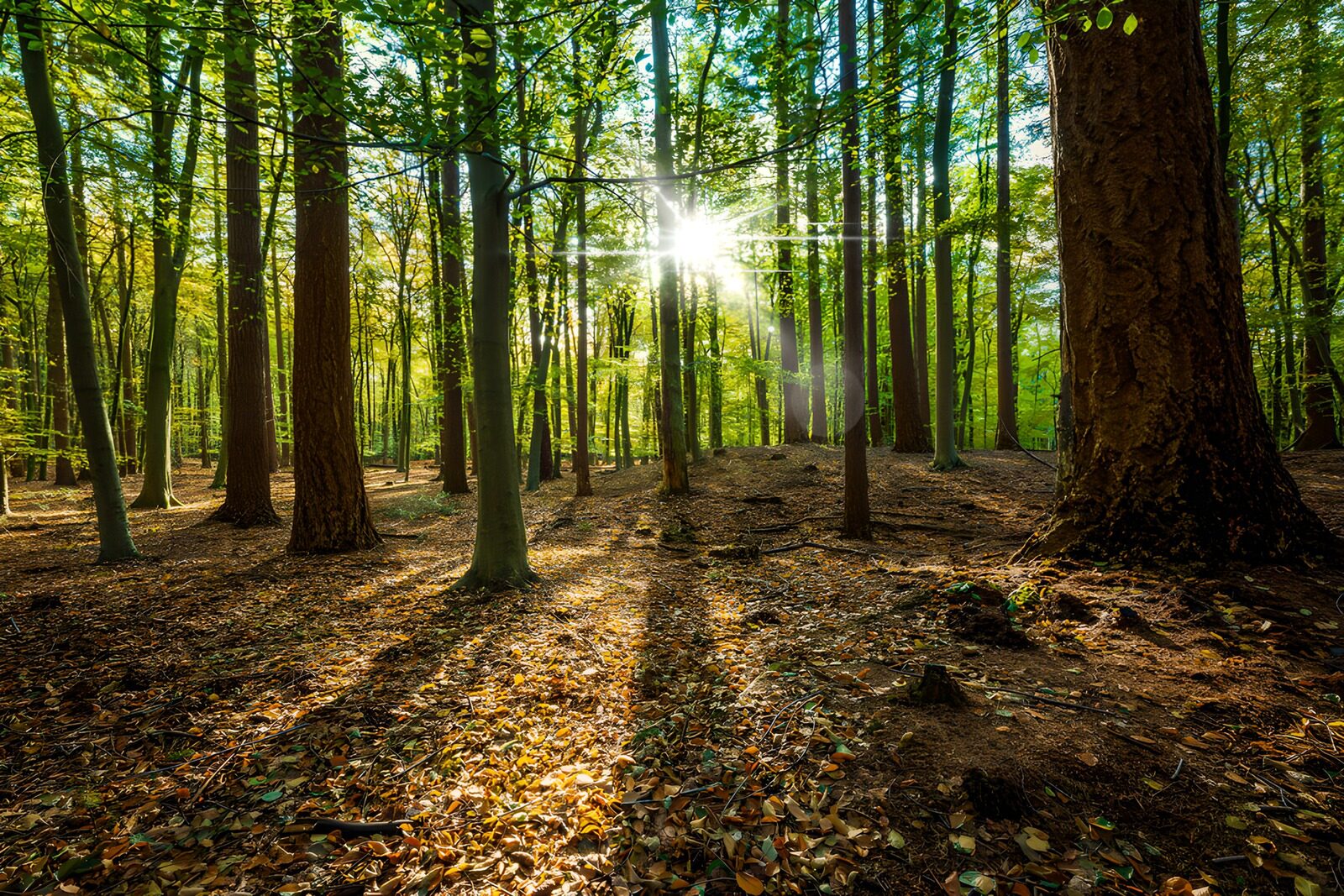 TPFR64526: Lumière dorée dans la forêt enchantée