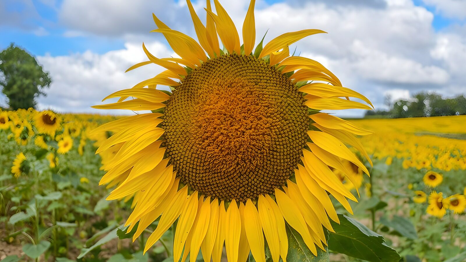 TPFR61098: Tournesol éclatant sous le ciel bleu