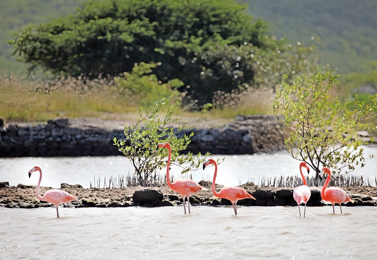 TPFR79808: Flamants roses en bordure de rivière