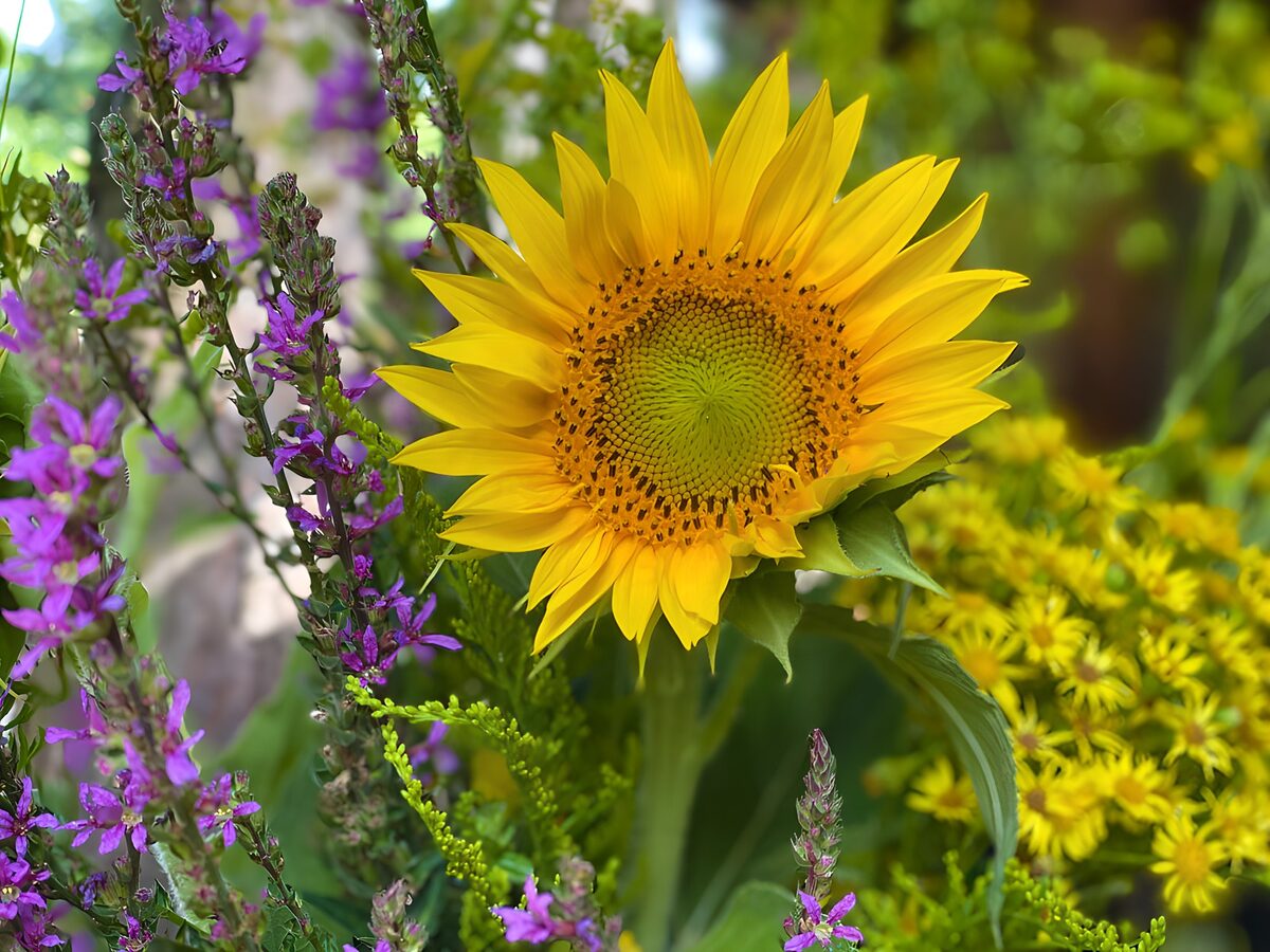 TPFR48607: Soleil de tournesol et fleurs violettes