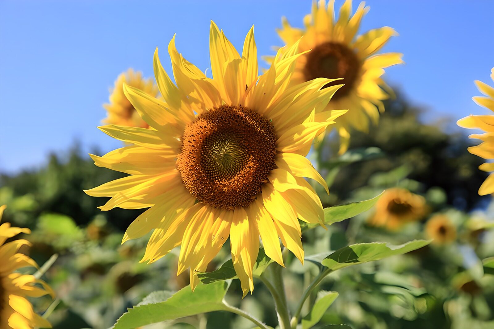 TPFR46423: Champs de tournesols en été