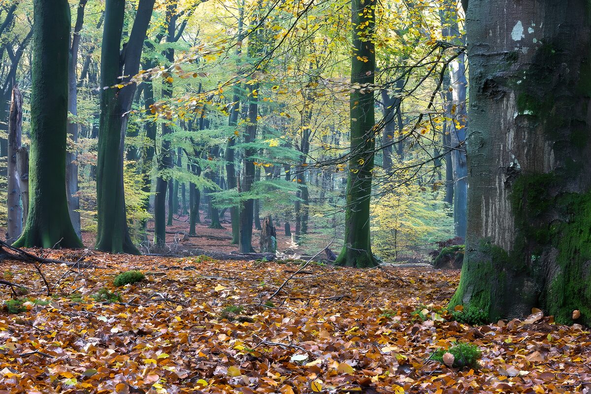 TPFR38155: Forêt en automne paisible