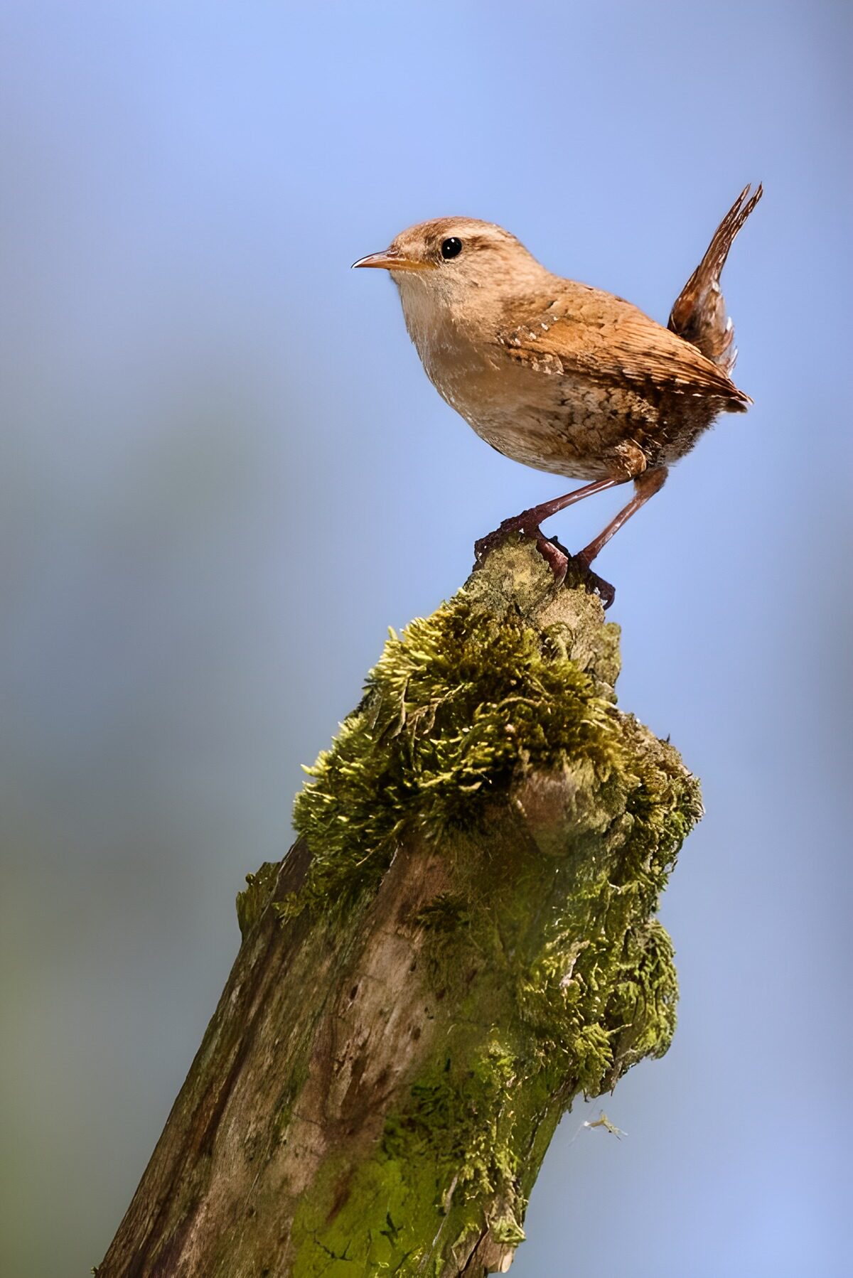 TPFR87911: Un oiseau sur un arbre