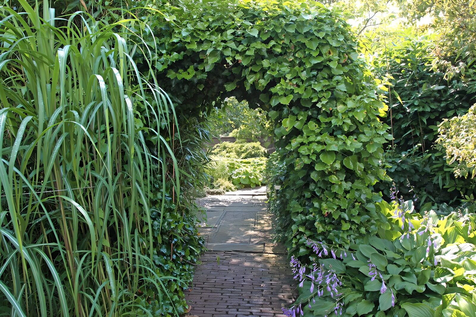 TPFR40540: Voie enchantée dans le jardin luxuriant