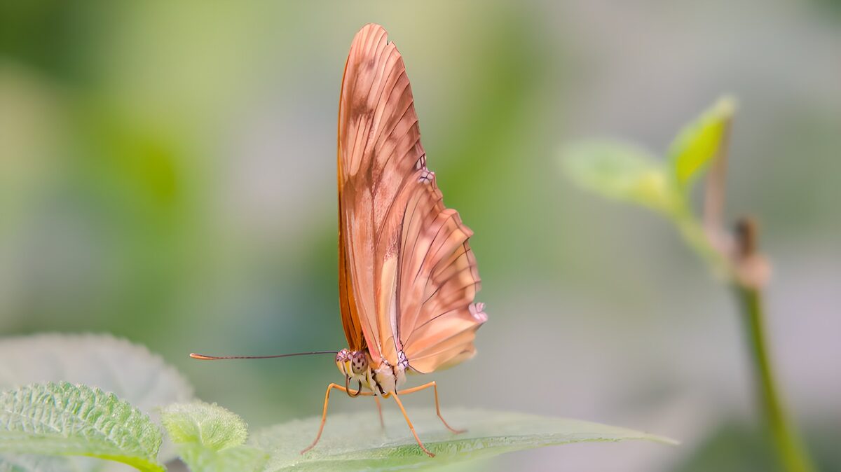 Papillon dans un jardin lumineux