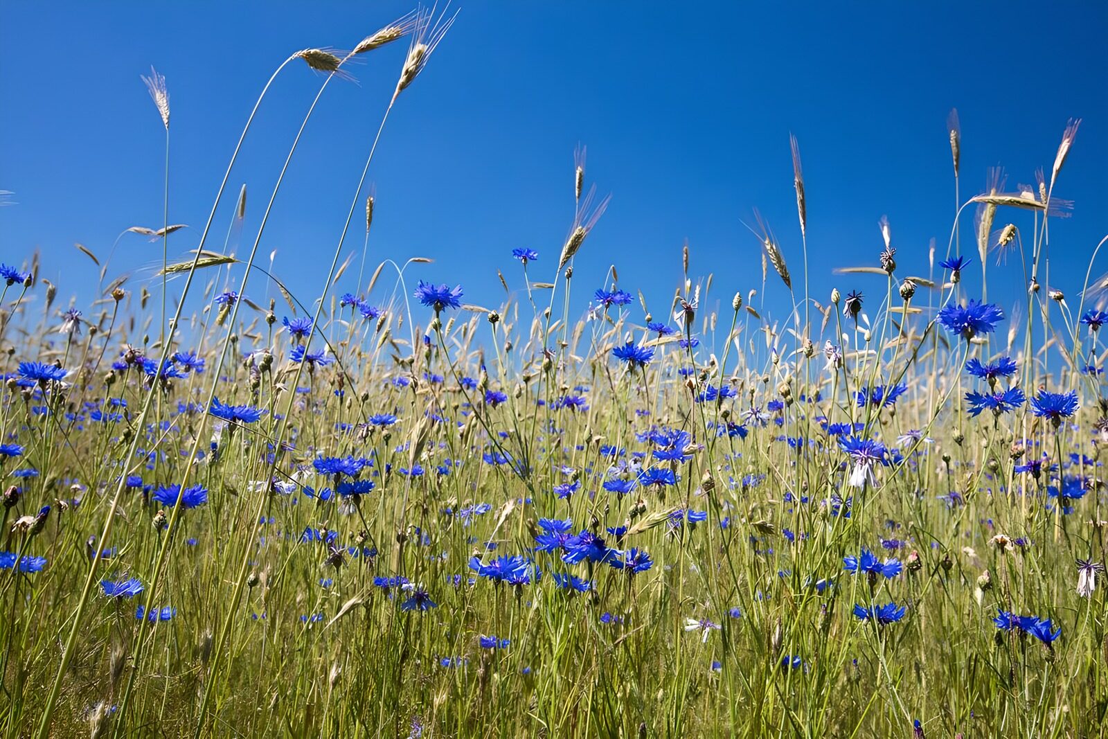 TPFR36164: Champ de fleurs bleues au printemps